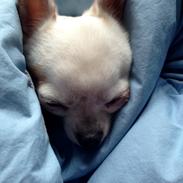 Chihuahua Alfie