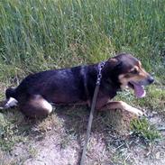 Blanding af racer Basse