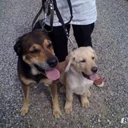 Blanding af racer Basse