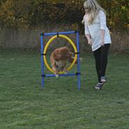 Nova scotia duck tolling retriever Boomer