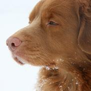 Nova scotia duck tolling retriever Boomer