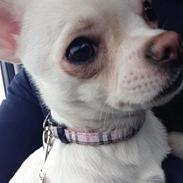 Chihuahua Fie