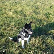 Border collie Viva