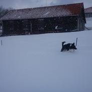 Border collie Viva