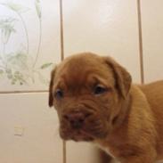 Dogue de bordeaux Wilma