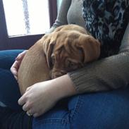 Dogue de bordeaux Wilma
