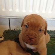 Dogue de bordeaux Wilma