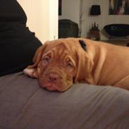 Dogue de bordeaux Wilma
