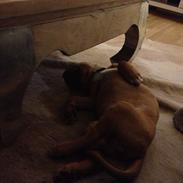 Dogue de bordeaux Wilma