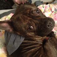 Blanding af racer Bobs