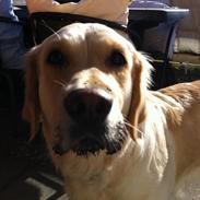 Golden retriever Bella