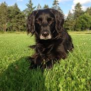 Blanding af racer Blackie<3