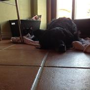 Blanding af racer Blackie<3