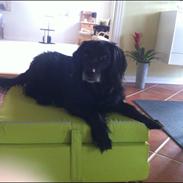 Blanding af racer Blackie<3