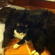 Blanding af racer Blackie<3