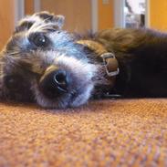 Blanding af racer Bianka