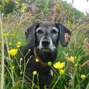 Blanding af racer Bianka