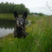 Blanding af racer Bianka