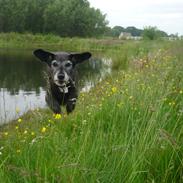 Blanding af racer Bianka