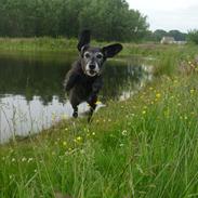 Blanding af racer Bianka