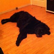 Blanding af racer Frida