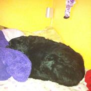 Blanding af racer Frida