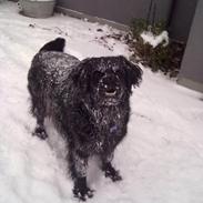 Blanding af racer Frida