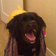 Blanding af racer Frida