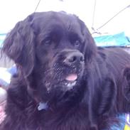 Blanding af racer Frida