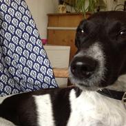 Dansk svensk gaardhund vilmer