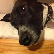 Dansk svensk gaardhund vilmer