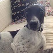 Dansk svensk gaardhund vilmer