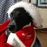 Dansk svensk gaardhund vilmer