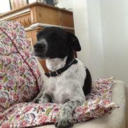 Dansk svensk gaardhund vilmer