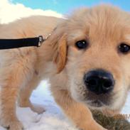 Golden retriever Buddy