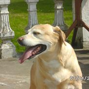 Blanding af racer diva