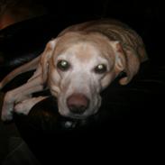 Blanding af racer diva