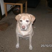 Blanding af racer diva