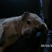 Blanding af racer diva