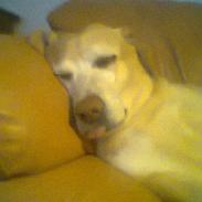 Blanding af racer diva