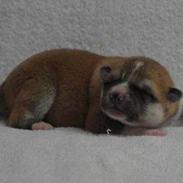 Akita inu (miko) Bancho of kishi ken