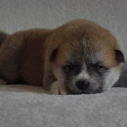 Akita inu (miko) Bancho of kishi ken