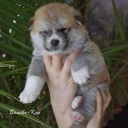 Akita inu (miko) Bancho of kishi ken