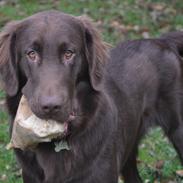 Flat coated retriever Mokka