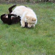 Flat coated retriever Mokka