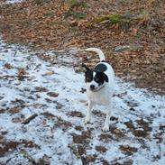 Dansk svensk gaardhund Frida