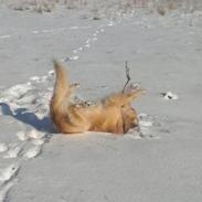 Blanding af racer Buster