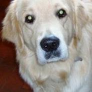 Blanding af racer Buster