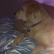 Blanding af racer Buster