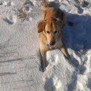 Blanding af racer Buster